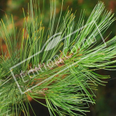 Pinus strobus détail genre
