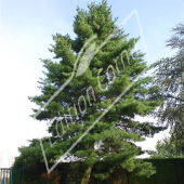 Pinus strobus entier hiver