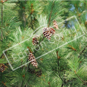 Pinus strobus fruit 2