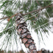 Pinus strobus fruit