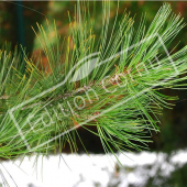 Pinus strobus rameau