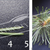 Pinus sylvestris ‘Watereri’ 2 photos détail
