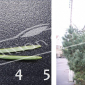 Pinus sylvestris ‘Watereri’ 2 photos entier