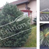 Pinus sylvestris ‘Watereri’ 3 photos