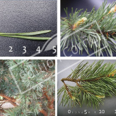 Pinus sylvestris ‘Watereri’ 4 photos