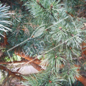 Pinus sylvestris ‘Watereri’ détail genre