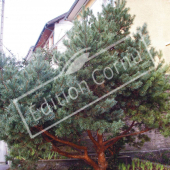 Pinus sylvestris ‘Watereri’ entier hiver