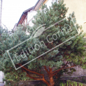 Pinus sylvestris ‘Watereri’ entier hiver