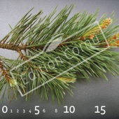 Pinus sylvestris ‘Watereri’ rameau CM