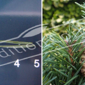 Pinus sylvestris 2 photos fruit