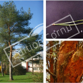 Pinus sylvestris 3 photos