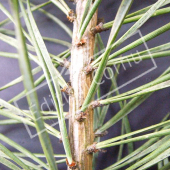 Pinus sylvestris détail genre