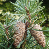 Pinus sylvestris fruit