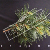 Pinus sylvestris rameau CM