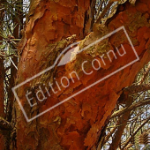 Pinus sylvestris tronc