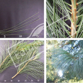 Pinus wallichiana 4 photos