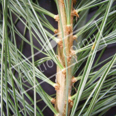 Pinus wallichiana détail genre