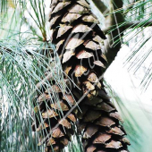 Pinus wallichiana fruit