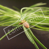 Pseudotsuga menziesii détail genre