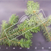 Pseudotsuga menziesii rameau CM