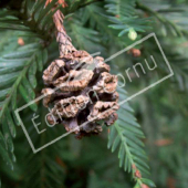 Sequoia sempervirens fruit