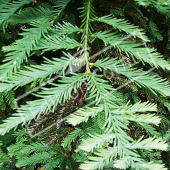 Sequoia sempervirens rameau