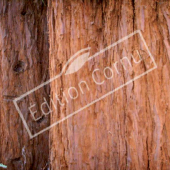 Sequoia sempervirens tronc