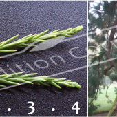 Sequoiadendron giganteum 2 photos tronc