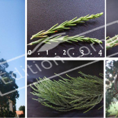 Sequoiadendron giganteum 5 photos
