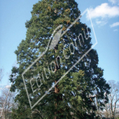 Sequoiadendron giganteum entier hiver