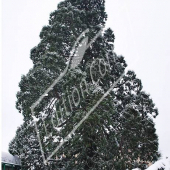 Sequoiadendron giganteum entier neige
