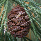 Sequoiadendron giganteum fruit