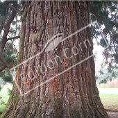 Sequoiadendron giganteum tronc