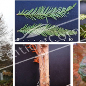 Taxodium distichum 5 photos doubles