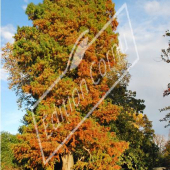 Taxodium distichum entier automne 2