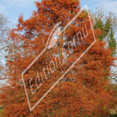 Taxodium distichum entier automne