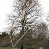 Taxodium distichum entier hiver