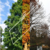 Taxodium distichum entier triple