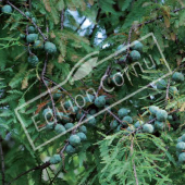 Taxodium distichum fruits