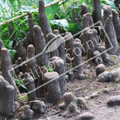 Taxodium distichum pneumatophores