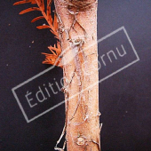 Taxodium distichum rameau hiver