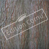Taxodium distichum tronc