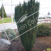 Taxus baccata ‘Fastigiata’ entier hiver