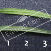Taxus baccata ‘Fastigiata’ feuille CM