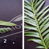 Taxus baccata 2 photos dessus