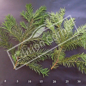 Taxus baccata rameau CM