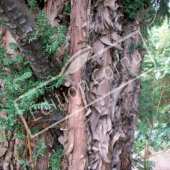 Taxus baccata tronc