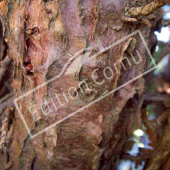 Thuya occidentalis tronc