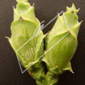 Thuya plicata ‘Atrovirens’ fruit