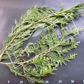Thuya plicata ‘Atrovirens’ rameau CM